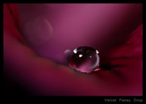 Velvet Pansy Drop.jpg